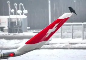 Ein Vogel auf dem Winglet einer A330.